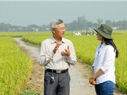 Gạo sữa Ông Năm Nhã